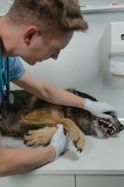 integrated veterinary software